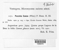 Puccinia cannae image